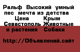 Ральф. Высокий, умный пес- мечта из детства › Цена ­ 1 - Крым, Севастополь Животные и растения » Собаки   